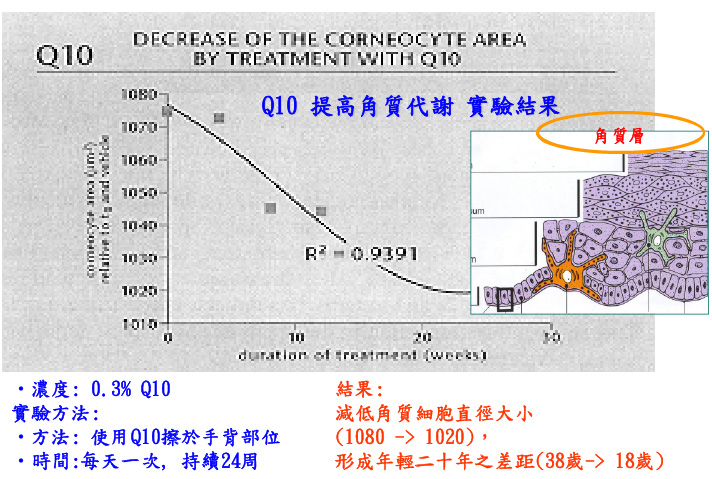 Q10實驗減低角質細胞直徑大小-01.jpg