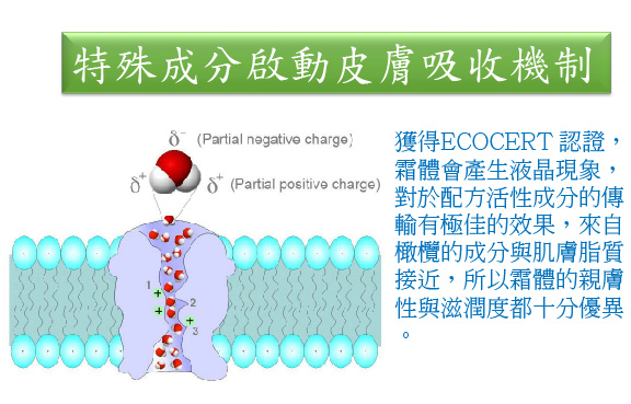 特殊成分啟動皮膚吸收機制.jpg