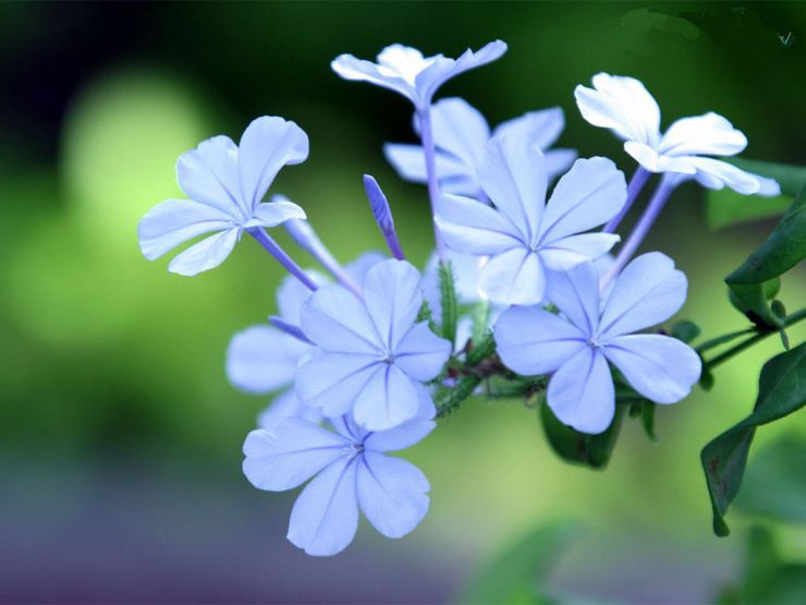 藍雪花.jpg